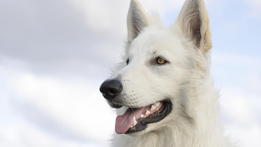 hond, White Sheppard, hoektand, huisdier, huiselijk, dier, fauna