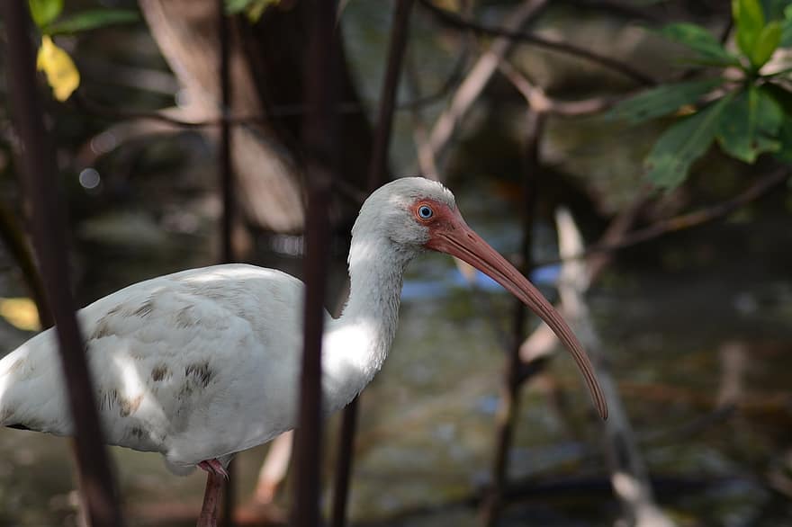 vogel, waterwild, mangroves, natuur, witte vogel, dier