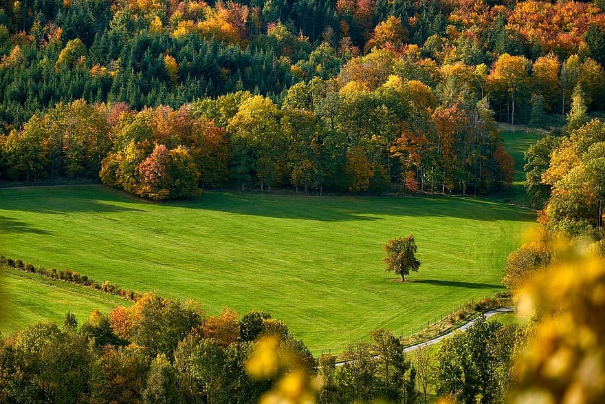 bidang, pohon, jatuh, musim gugur, suasana hati, warna musim gugur, padang rumput, bukit, gunung, pemandangan, hutan