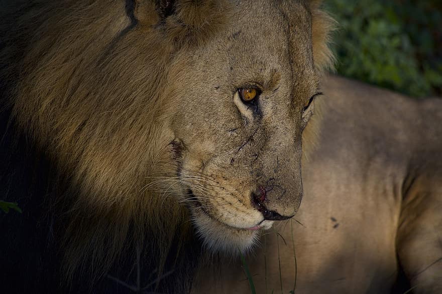 león, fauna silvestre, Rey, salvaje, fotografía de vida silvestre, África, safari, gato, felino, animales en la naturaleza, gato no domesticado