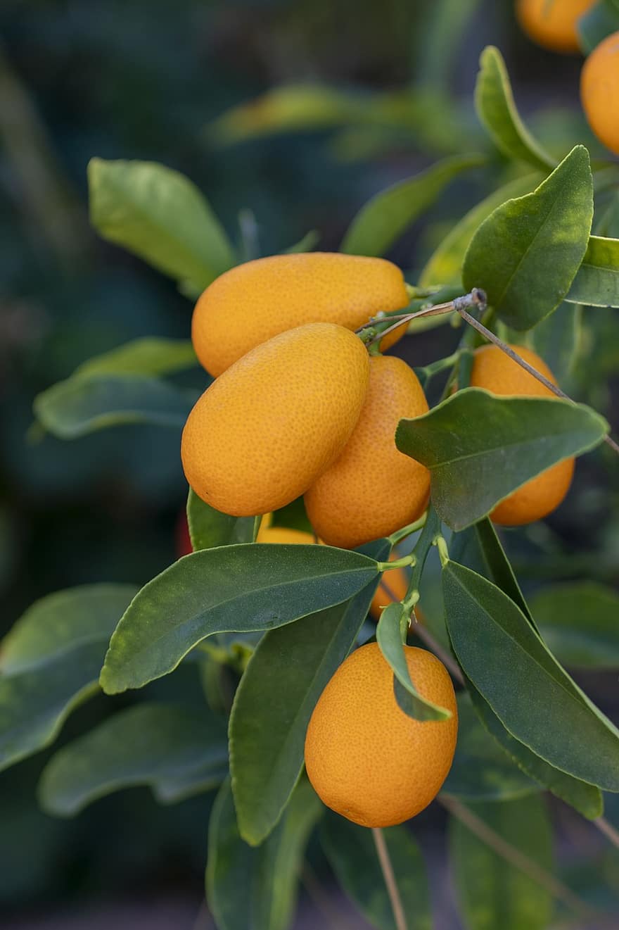 laranja, kumquat, sai, plantar, verde, natureza, fruta, frescura, folha, orgânico, agricultura