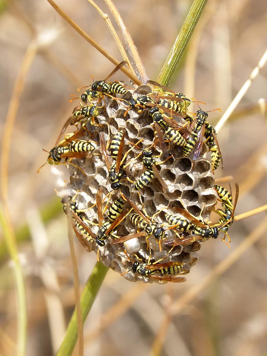 vespas de papel, vespas, ninho de vespas, ninho, insetos, Polistes Gallicus, natureza