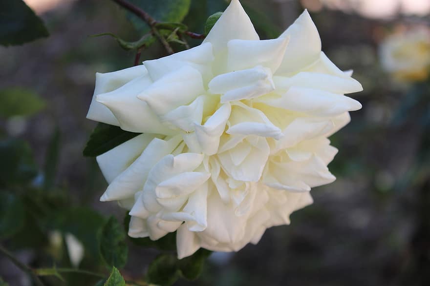 τριαντάφυλλο, λευκό, γάμος, λουλούδια, άνθος, ανθίζω, ειδύλλιο, ρομαντικός, ομορφιά, ευωδιά, αγκάθια