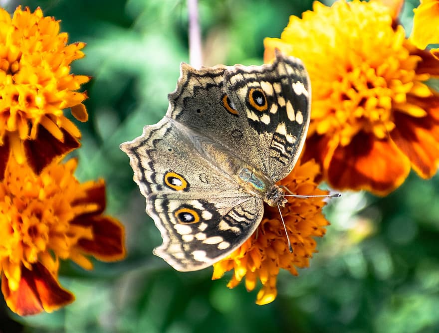 mariposa, insecto, las flores, Pensamiento de limón, animal, planta, jardín, naturaleza