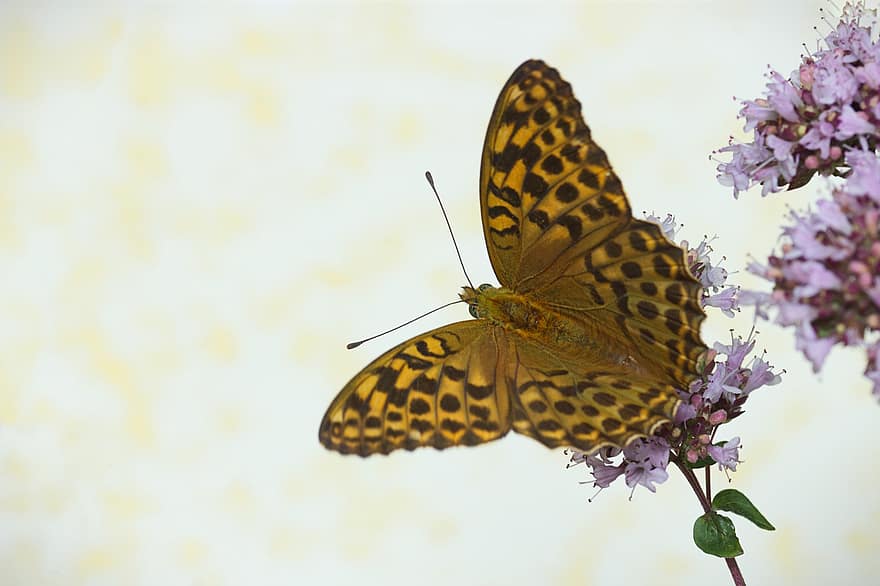пеперуда, насекомо, императорско палто, наблизо, едър план, многоцветни, макро, цвете, лято, жълт, крило на животните