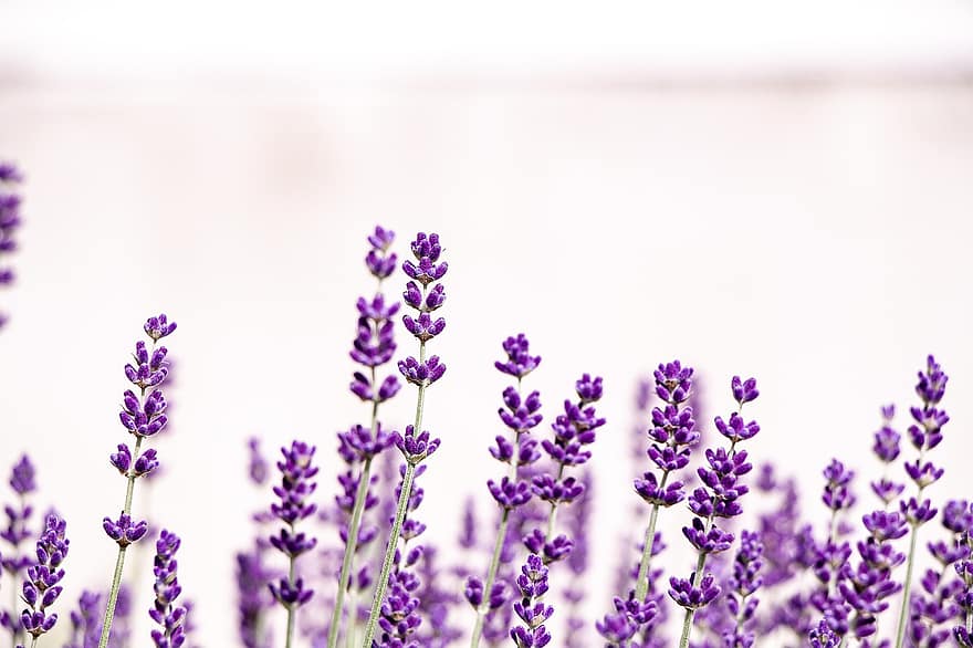 lavenders, những bông hoa, những bông hoa tím, cánh đồng hoa oải hương, hoa, hệ thực vật