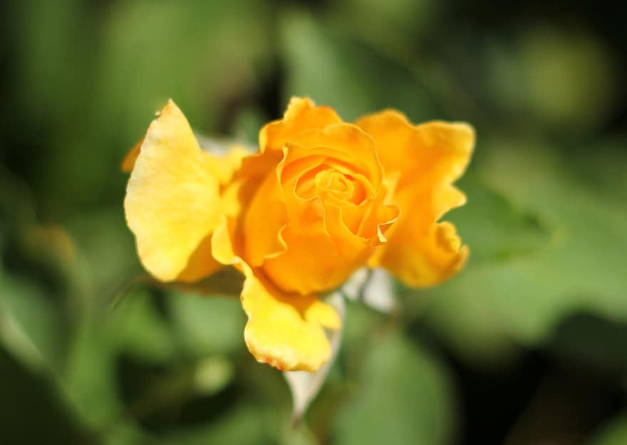 жълта роза, градина, ботаническа
