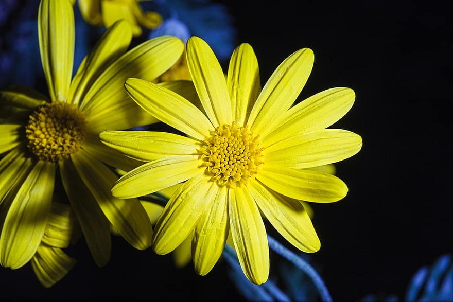 Euryops, Flowers, Plant, Yellow Flowers, Petals, Bloom, Nature, close-up, flower, macro, petal