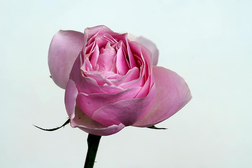 rosa, fiore, rosa Rosa, rosa fiorita, petali, petali di rosa, fioritura, fiorire, flora, marmi, petalo