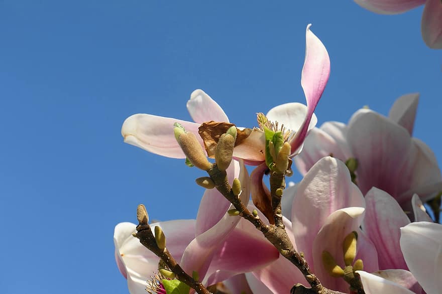 bunga, magnolia, mekar, berkembang, kelopak, musim semi, alam, berwarna merah muda, flora, botani