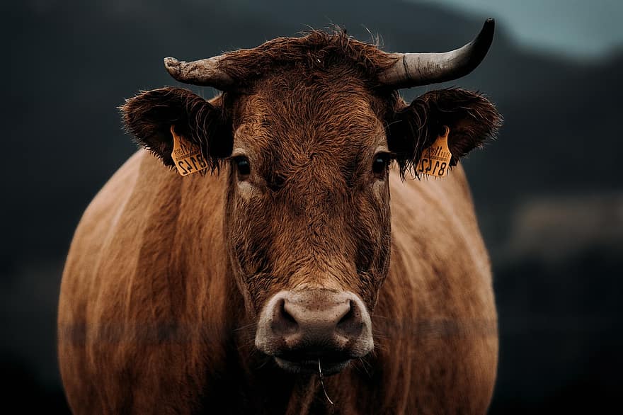 vache, bétail, visage de vache, Profil de vache, portrait de vache, ruminant, élevage, cornes, mammifère, vache brune