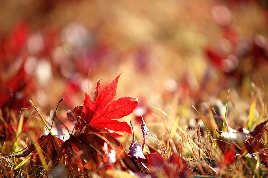 Sideway, S Autunno, autunno, le foglie