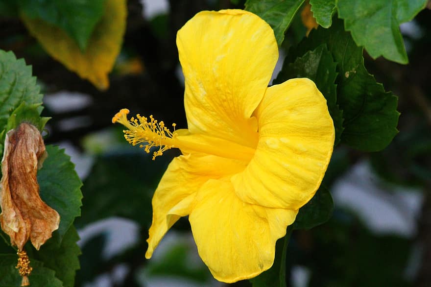 ハイビスカス、黄、花、トロピカル、花びら、雄しべ、黄色い花、黄色の花びら、咲く、フローラ、自然