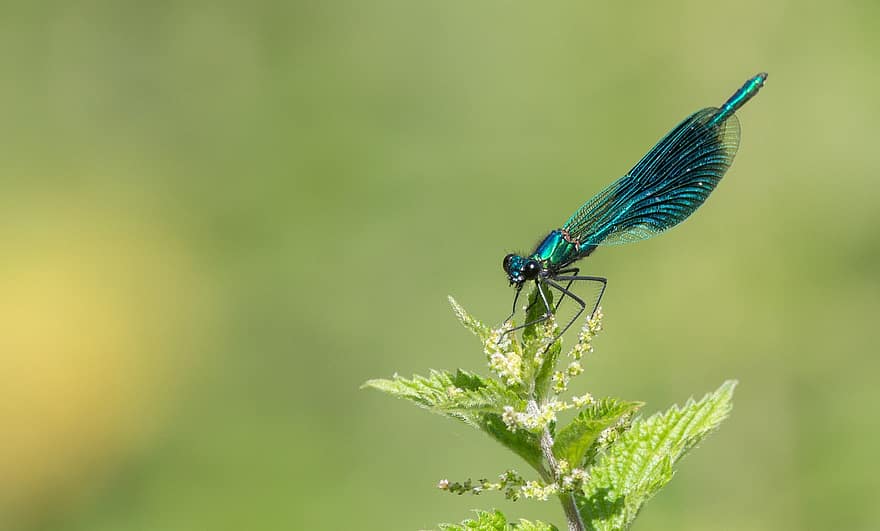 demoiselle congregado, libélula, azul, iridiscente, brillante, señorita, ala, primavera, hierba, hembra, naturaleza