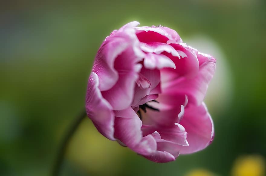 tulipa, flor, flor rosa, pètals de color rosa, pètals, florir, flor de primavera, jardí, primer pla, flora, planta