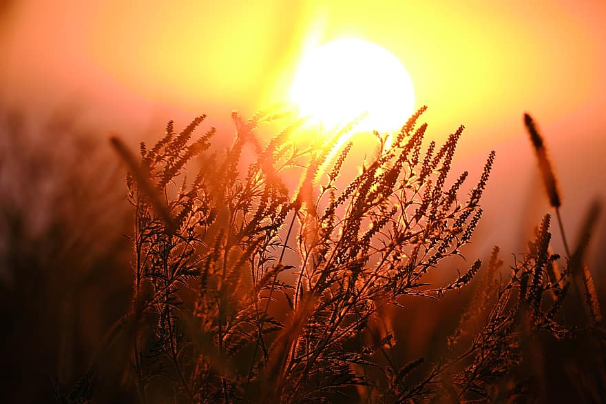 Prairie, le coucher du soleil, silhouette, la nature, cultures, agriculture, champ de blé, ferme, campagne