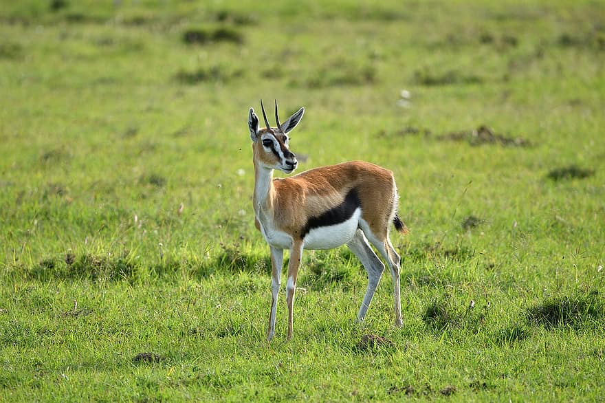Gazela Thomsona, zwierzę, masai mara, Afryka, dzikiej przyrody, ssak, gazela