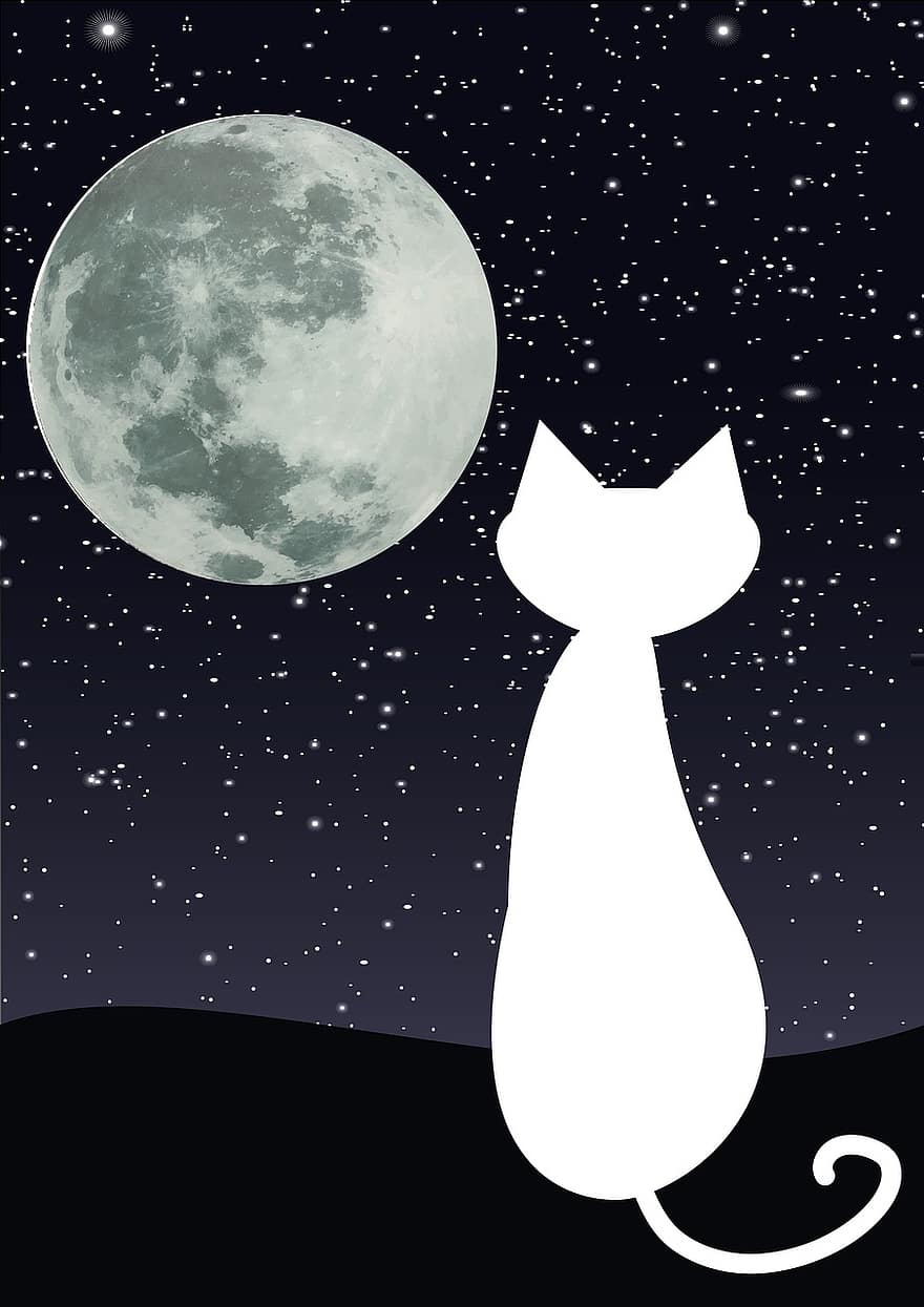 kat, måne, midnat, fuldmåne, drømme, nat, fantasi, silhuet, stjernehimmel, stjerner