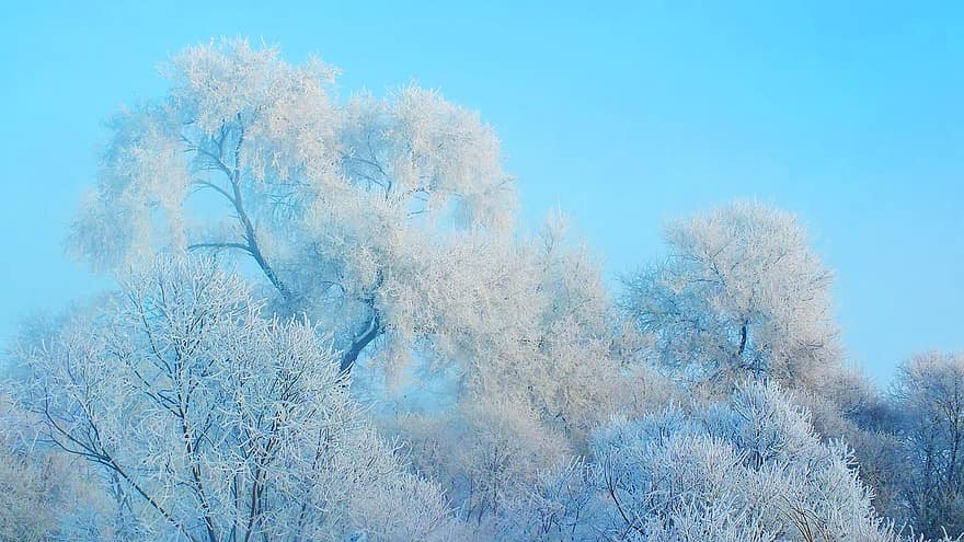 पेड़, ठंढ, सर्दी, हिमपात, बर्फ, जमे हुए, निहार, सफेद पेड़, कोहरा, प्रकृति, मौसम