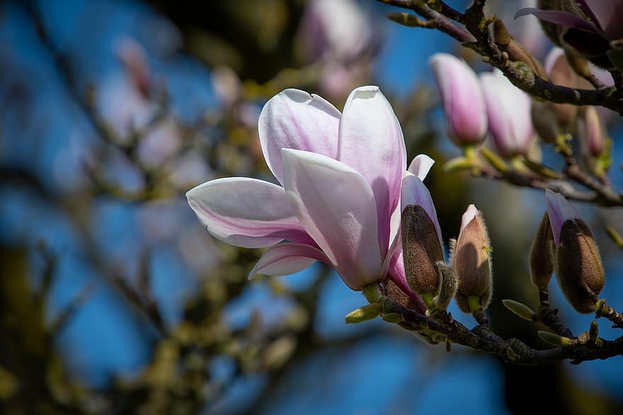 kwiat, magnolia, drzewo magnolii, Biały Różowy Kwiat, białe płatki róż, wiosna, flora, Natura, niebieskie tło, kwiatowy tło, zbliżenie