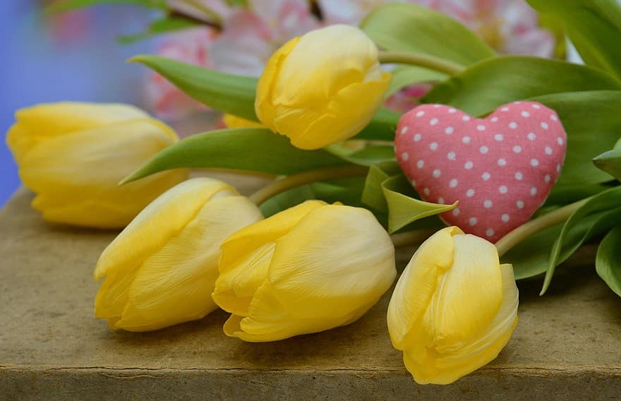 tulipanes, flor, planta, corazón, tulipanes amarillos, pétalos, floración, flora, primavera, naturaleza, amarillo