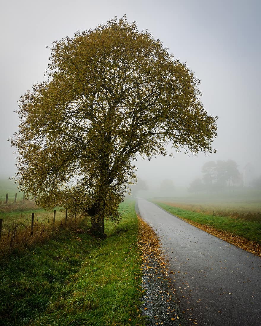 дерево, природа, пейзаж, падать, осень, туман, туманный, мгла
