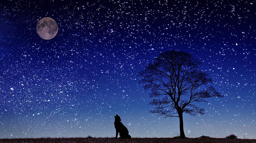 hund, hyle, måne, tre, himmel, stjerne, landskap, fullmåne