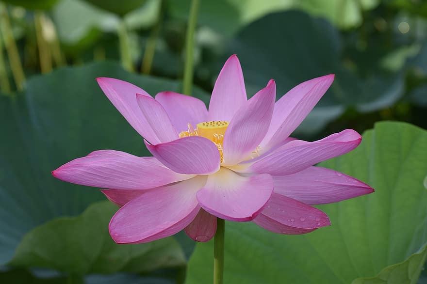 Lotus, Blume, Blütenblatt, Nahansicht, Kenilworth, Vereinigte Staaten von Amerika, Kenilworth Wassergärten, Pflanze, Blatt, Blütenkopf, Sommer-