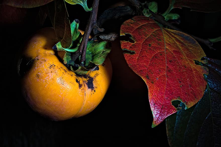 persimmon, owoc, jesień, pora roku