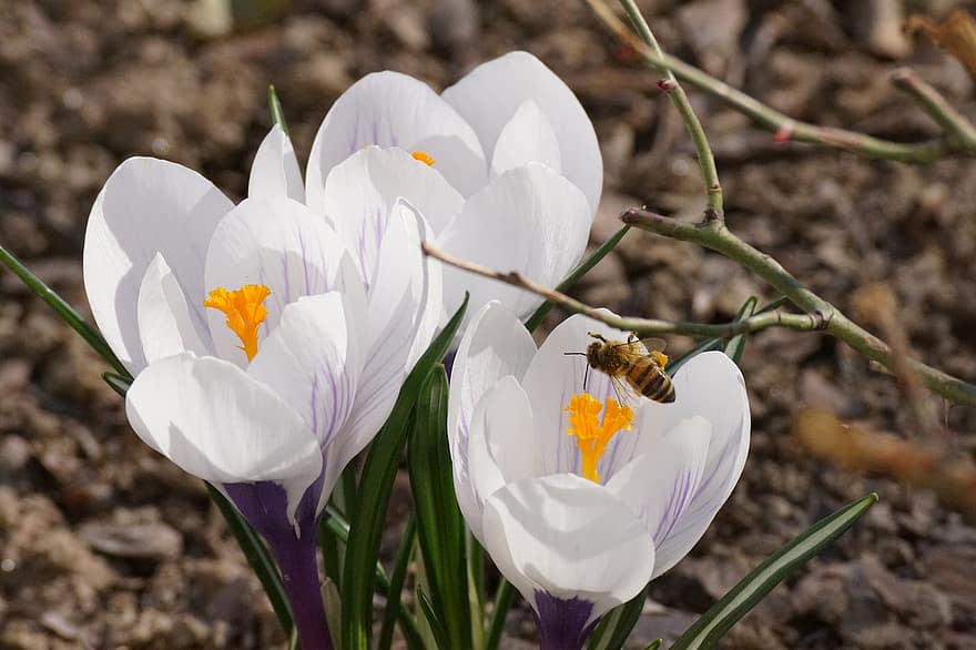 クロッカス、蜂、受粉、白い花、春、自然、花、工場、閉じる、花弁、フラワーヘッド