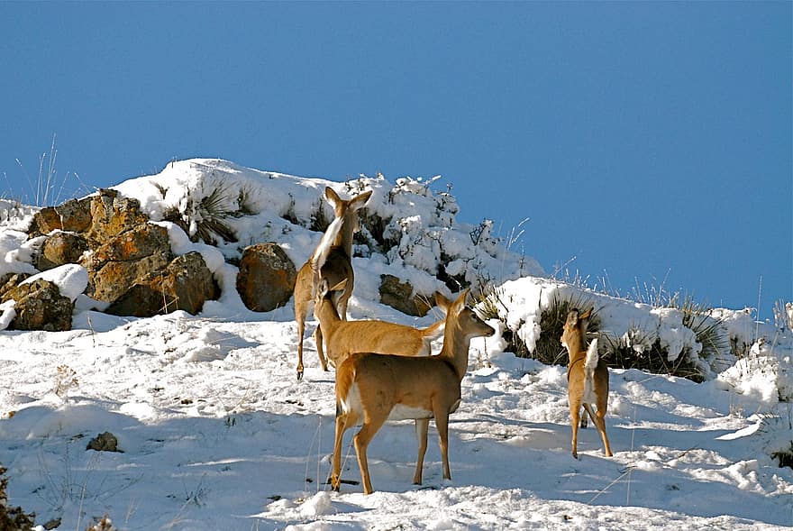 gazela de cauda branca, veado, inverno, animais selvagens, natureza, animais, mamíferos