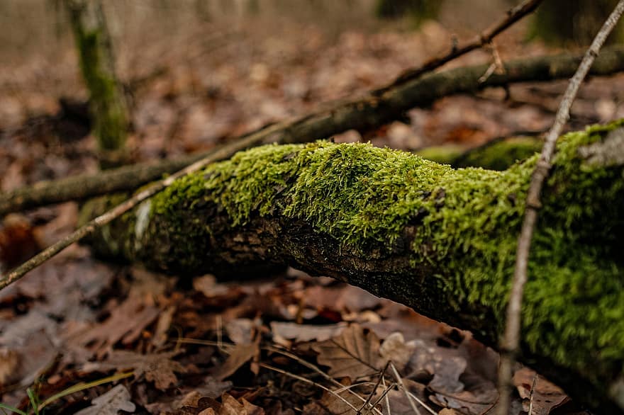 Moss, Leaves, Bark, Tree, Tree Bark, Mossy, Fallen Leaves, Dried Leaves, Nature, Green, Forest