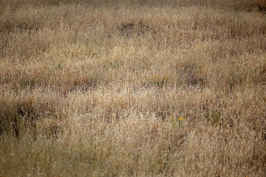 field, grass, nature, background, dry, natural, autumn, brown, day, environment, plant
