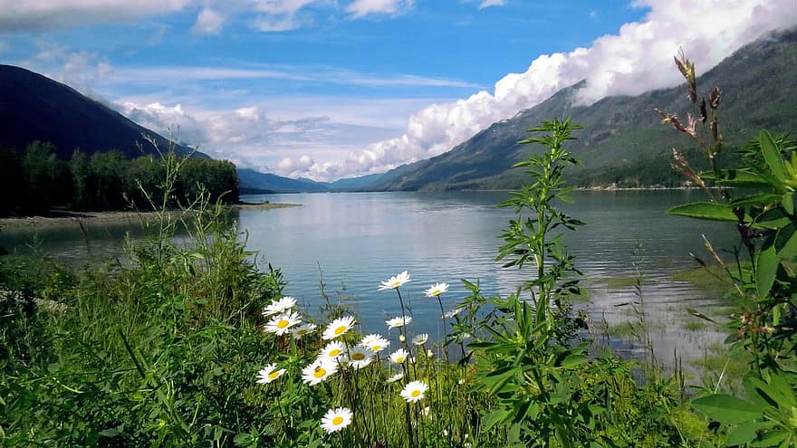 Mountain, Lake, Nature, Sky, Daisies, Travel, Camping, Arrow Lake, Bc, Canada, Landscape