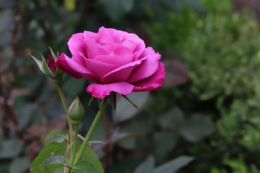 Rose, pink rose, lyserød blomst, blomst, forår, have, blomstre, plante, blad, tæt på, kronblad