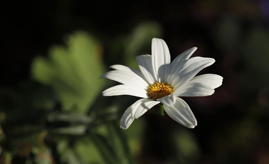 kwiat, biały kwiat