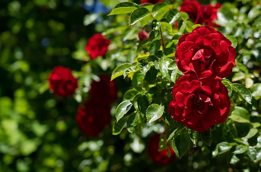 rosa, rosa d’escalada, amadeus, flor de roses, sang vermella, vermell, màgic, rosenstock, flors, preciosa, calze