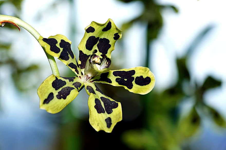 gėlė, Papua orchidėja, orchidėja, flora, Iš arti, žalia spalva, augalų, lapai, makro, vasara, botanika