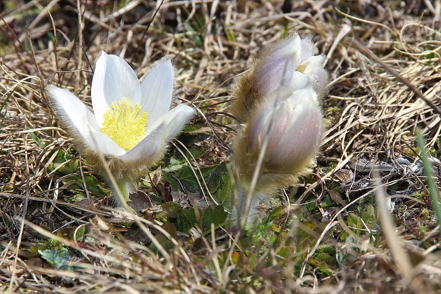 bunga, anemon, mekar, bunga pasque, musim semi, pegunungan Alpen, awal baru, anemon alpine, pulsatilla alpina