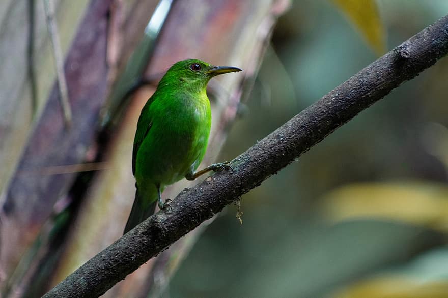 uccello verde, Uccello verde appollaiato su un ramo, arroccato, ramo, Ave, aviaria, ornitologia, giungla, natura, natura selvaggia, fauna