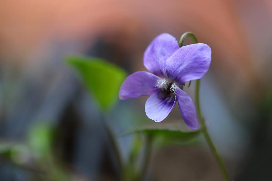 violet, fleur, Floraison, 400–500, fleur de printemps, la nature, plante