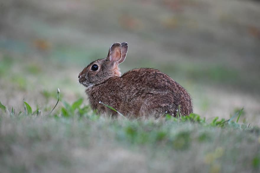 Con thỏ, thú vật, động vật hoang dã, động vật có vú, con thỏ, động vật, hoang vu, Thiên nhiên