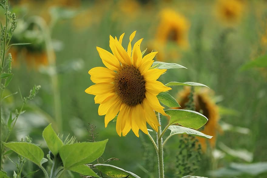 saulespuķes, jomā, vasarā, dzeltens, raksturs, lauksaimniecību, zieds, zied, saule, saulespuķu lauks, ainavu