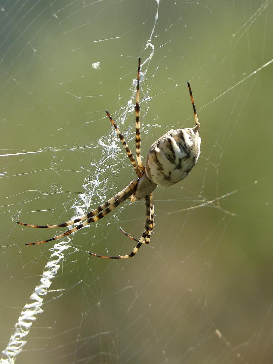 araignée, le web, toile d'araignée, argiope lobata, arachnide, soie d'araignée, premier plan, tigre araignée, fermer, bokeh