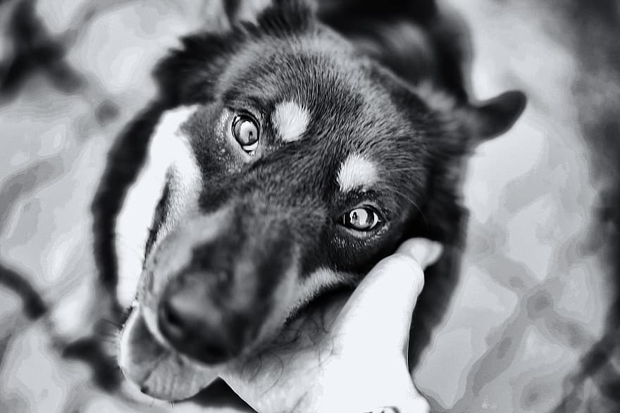 cão, animal, canino, pele, focinho, mamífero, retrato de cachorro, mundo animal, Preto e branco