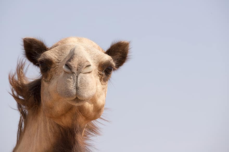 kamel, dyr, Dubai, uae, emirater, tæt på