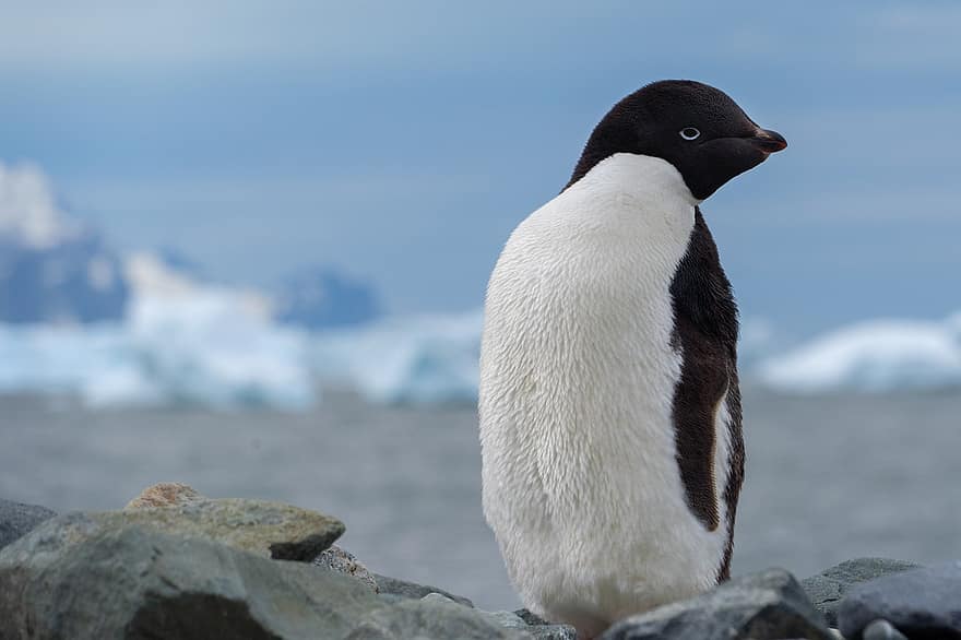 pinguin, Antartika, burung, burung air, burung yang tidak bisa terbang, burung yang tak bisa terbang di air, burung laut, Burung laut yang tidak bisa terbang, fauna, gurun, margasatwa