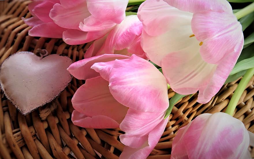tulipán, virágok, csokor, tavaszi, szív, rózsaszín, kivirágzott, vágott virágok, növény, természet