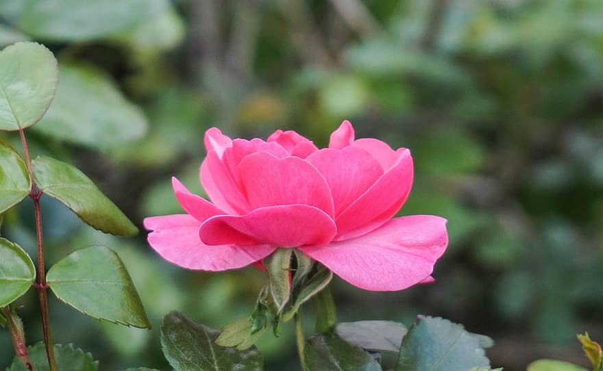 Роза, розовая роза, цветок, розовый цветок, розовые лепестки, цвести, цветение, Флора, цветоводство, садоводство, ботаника