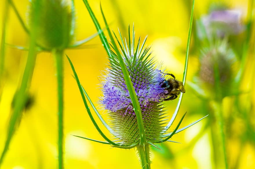 lebah, bunga, kelopak, penyerbukan, teasel liar, mekar, sinar matahari, flora
